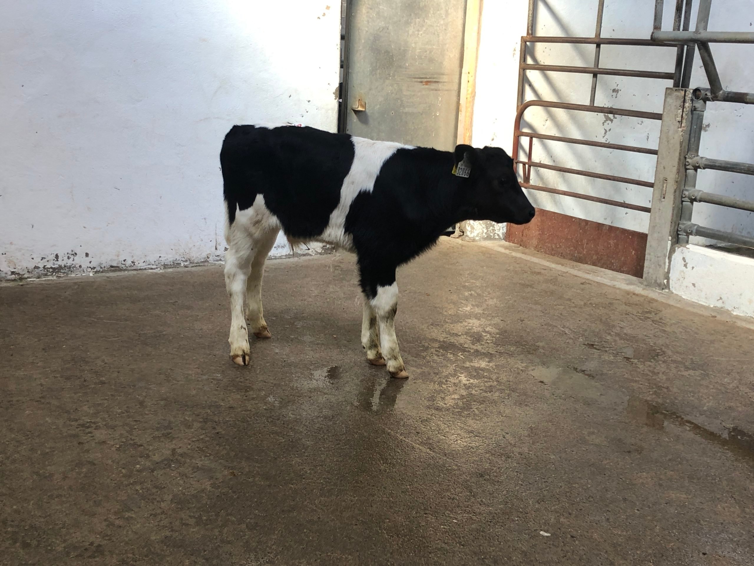This February-born Friesian bull sold for €95