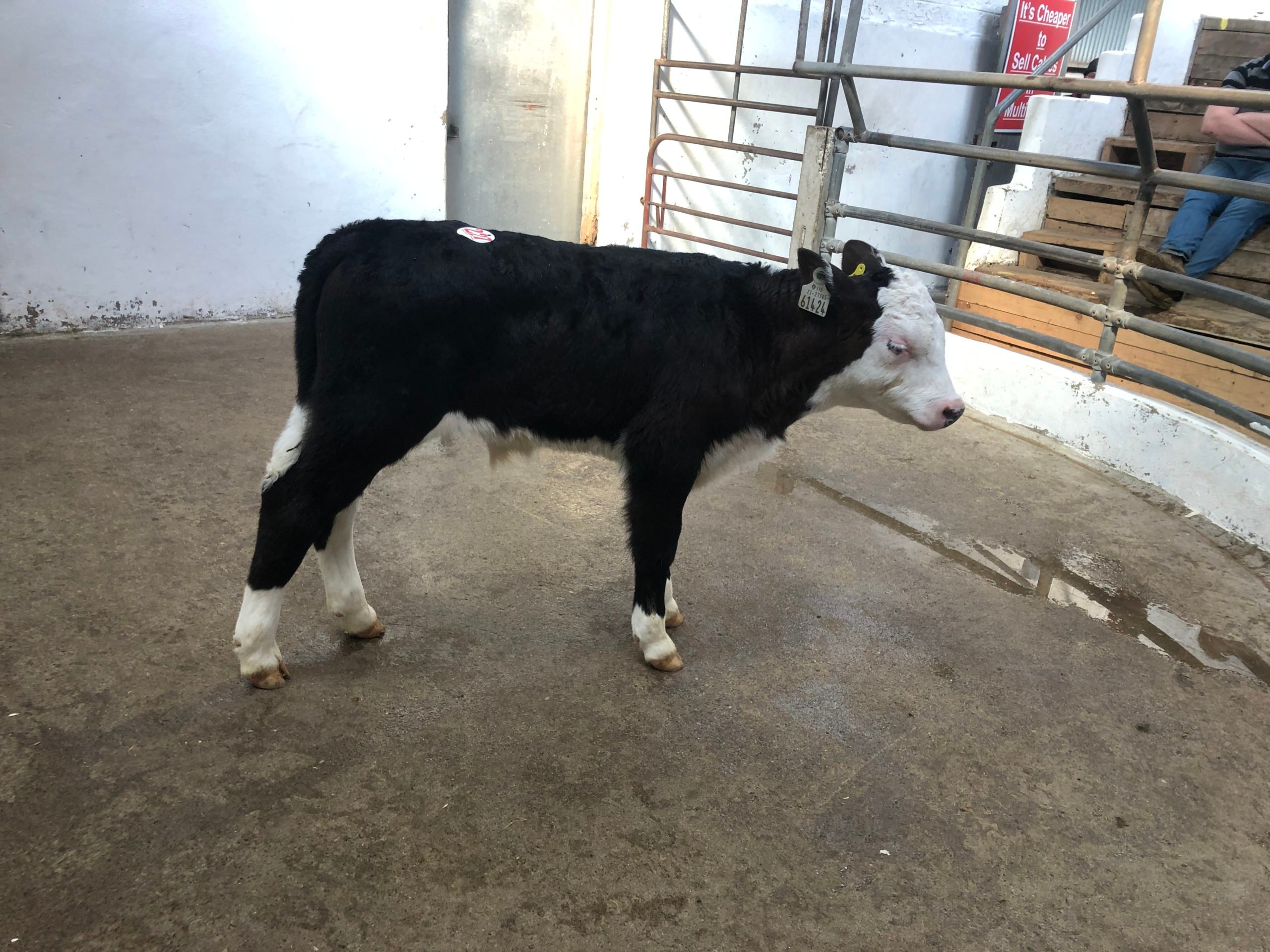 This February born Hereford bull made €380