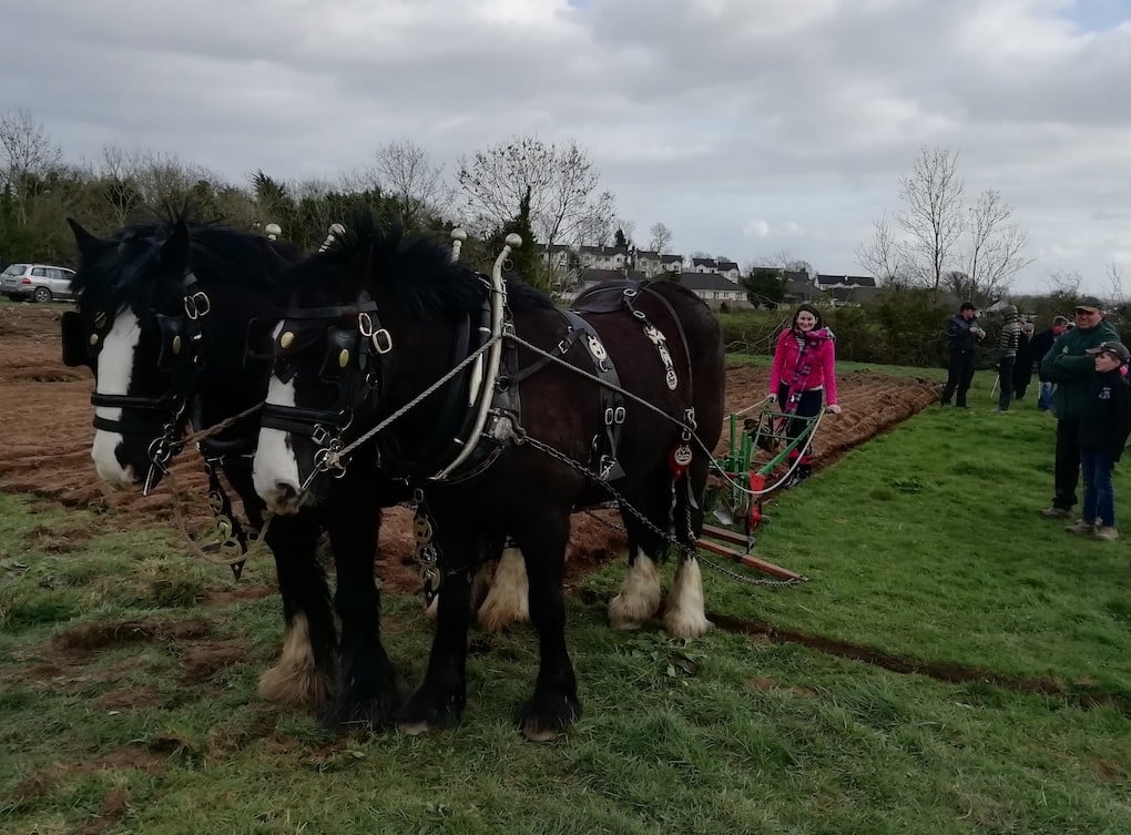 Glor na Tire star, Olivia Douglas ploughs with horses at Longford Ploughing 2019