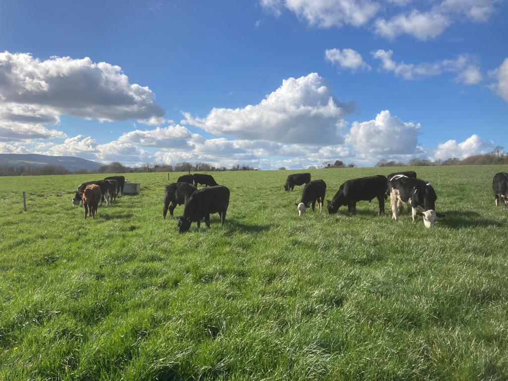Cattle being let to fresh grass on the ABP Demo Farm
