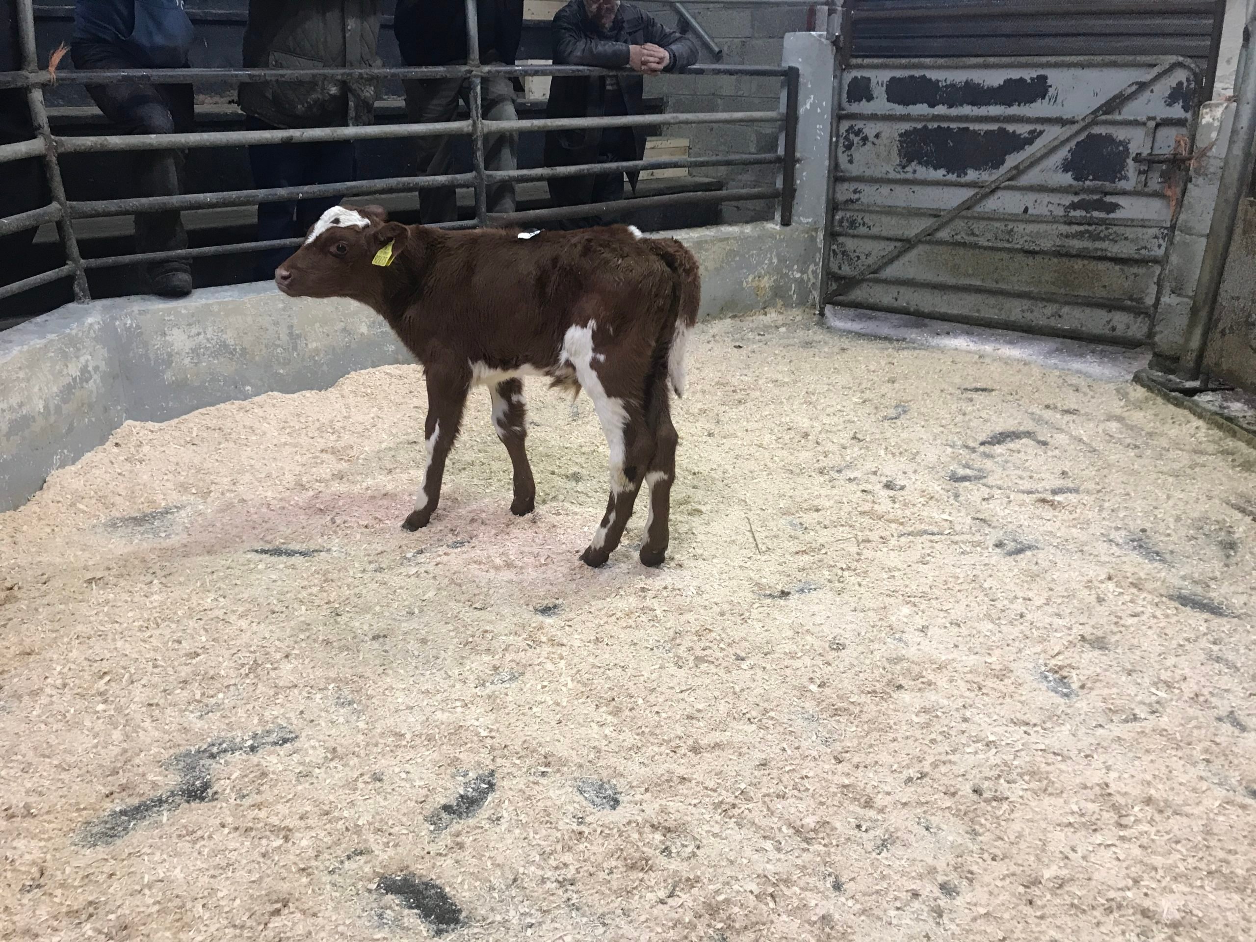This three-week-old Shorthorn-cross bull calf made €85