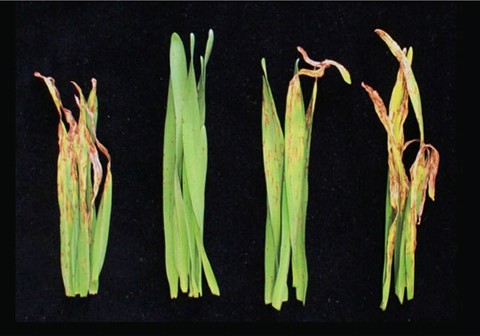 Figure 1 Data from a glasshouse trial showing effective control from F500 (pyraclostrobin). Control from azoxystrobin is less than that from trifloxystrobin