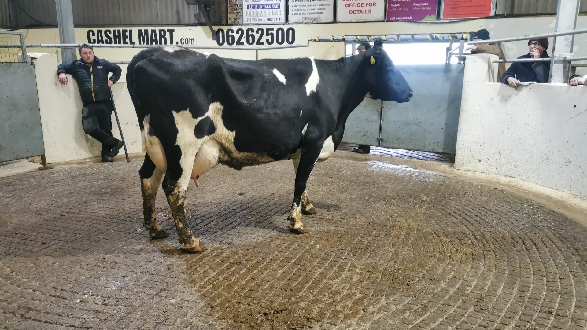 Lot 19: Kilvurra Joan 1804With an EBI of €185, she sold for €2,650