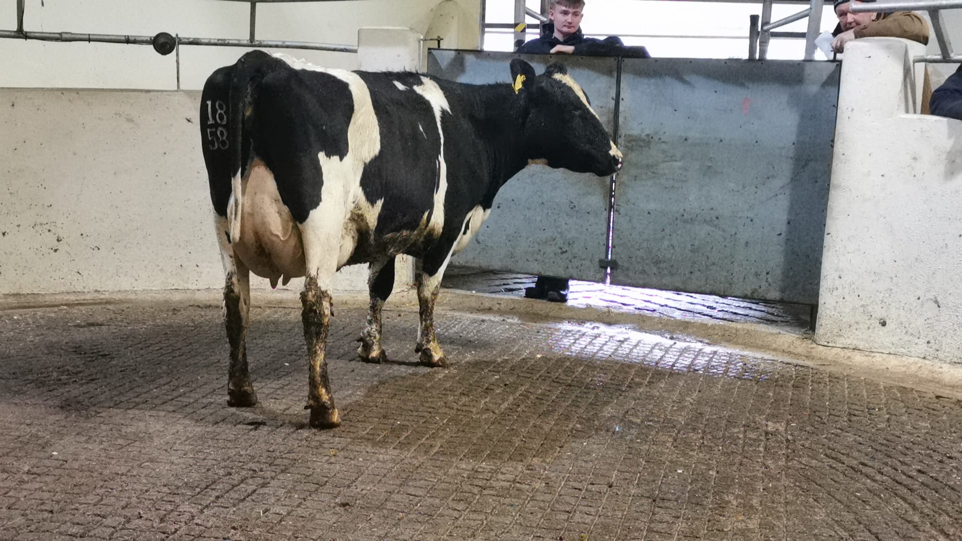 Lot 11: Kilvurra Jack Maggie 1860With an EBI of €248,sold for €2,600