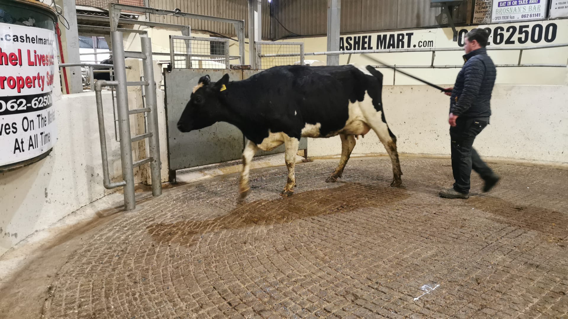 Lot 16: Ashberry Sew Greenie 2000  Sold for €2,550