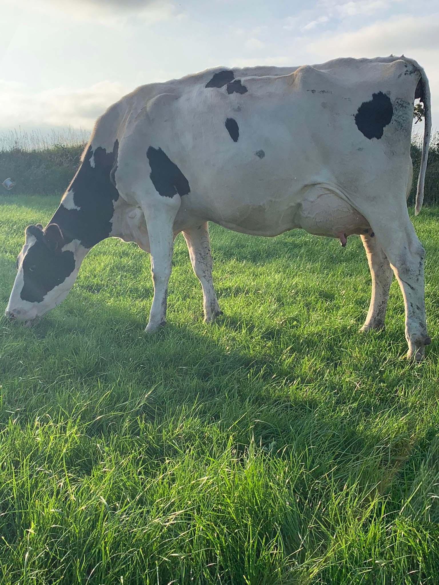 Reserve champion junior cow in the Kerry Holstein Friesian breeders competition for 2021