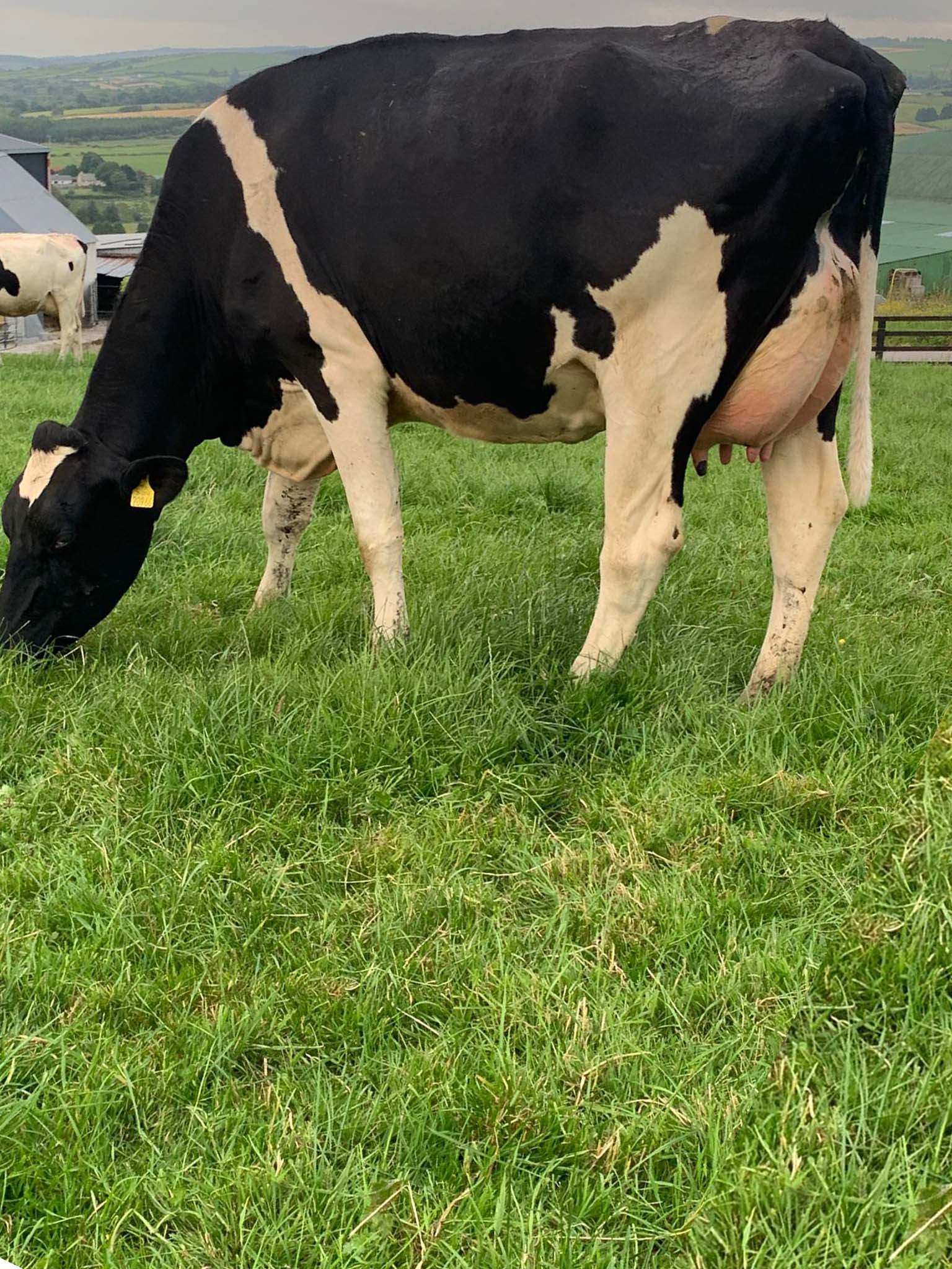 Champion heifer&nbsp;from the Kerry Holstein Friesian Breeders' competition for 2021Sired by Val-Bisson Doorman  Sold for €4,350