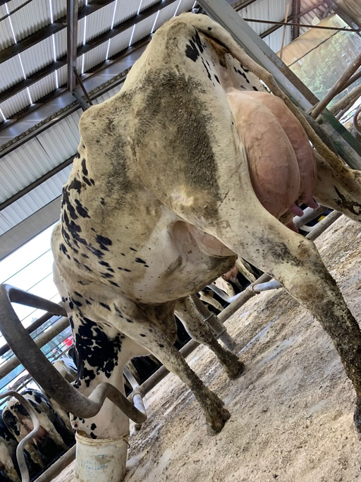 Lot 14: Mohoncross Dawn 81 (VG 88) Sold for €4,350