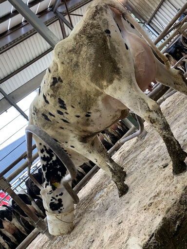 Lot 29: Bayvilla Spring Birdie 48 (VG87)Sold for €3,750
