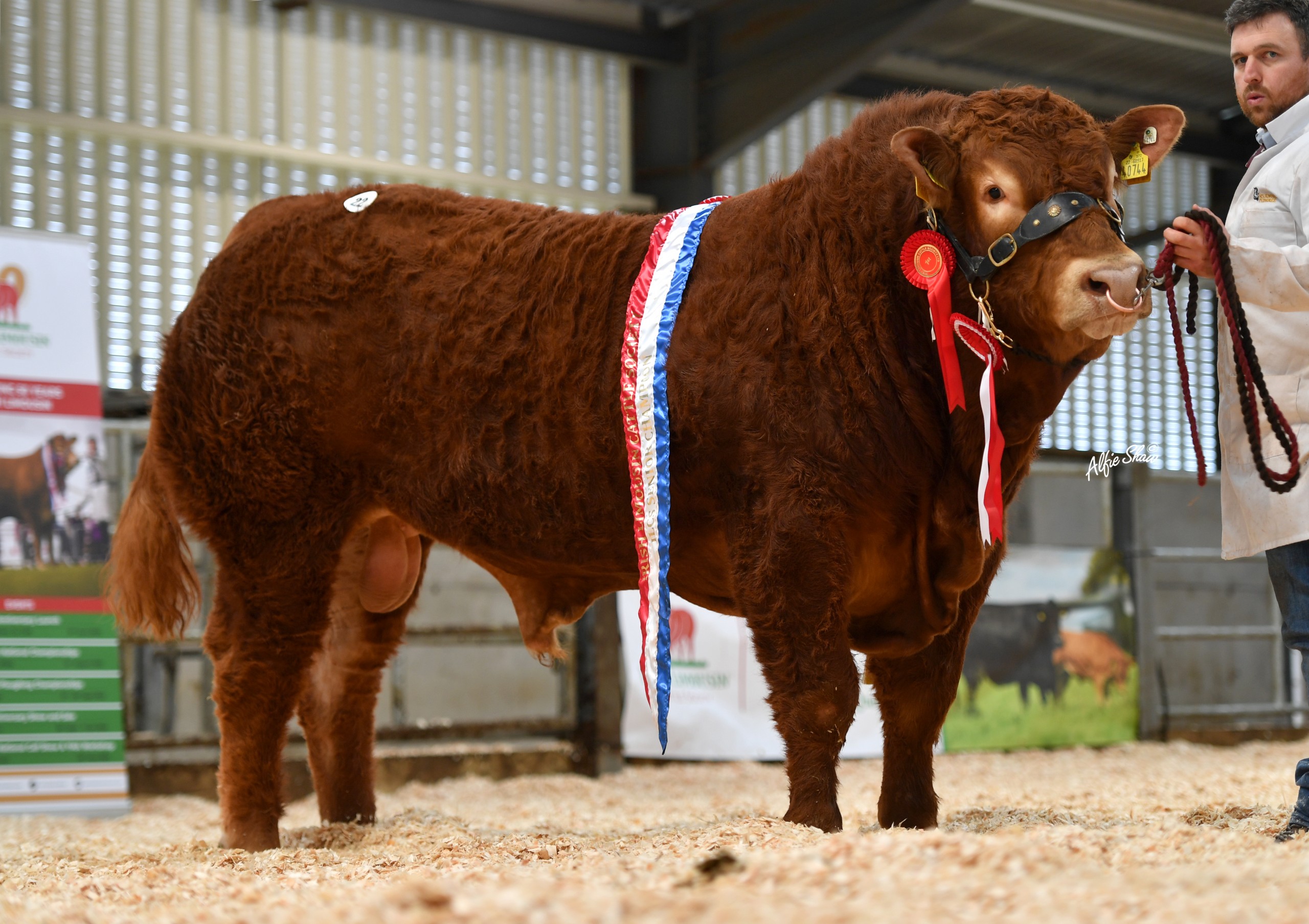 Bostonia Rocky sold for €6,000. Image source: Alfie Shaw