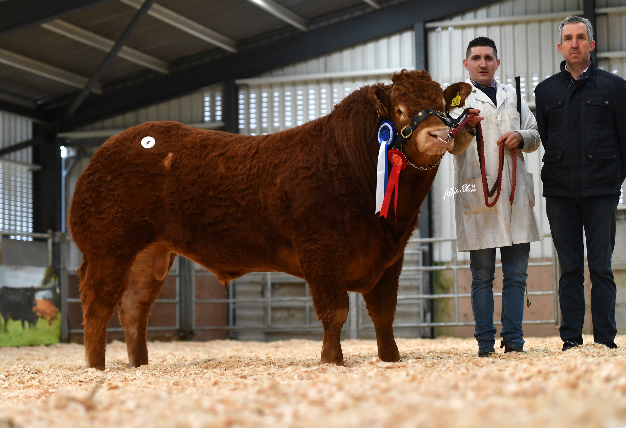 Carrefour Roddy sold for €5,400. Image source: Alfie Shaw