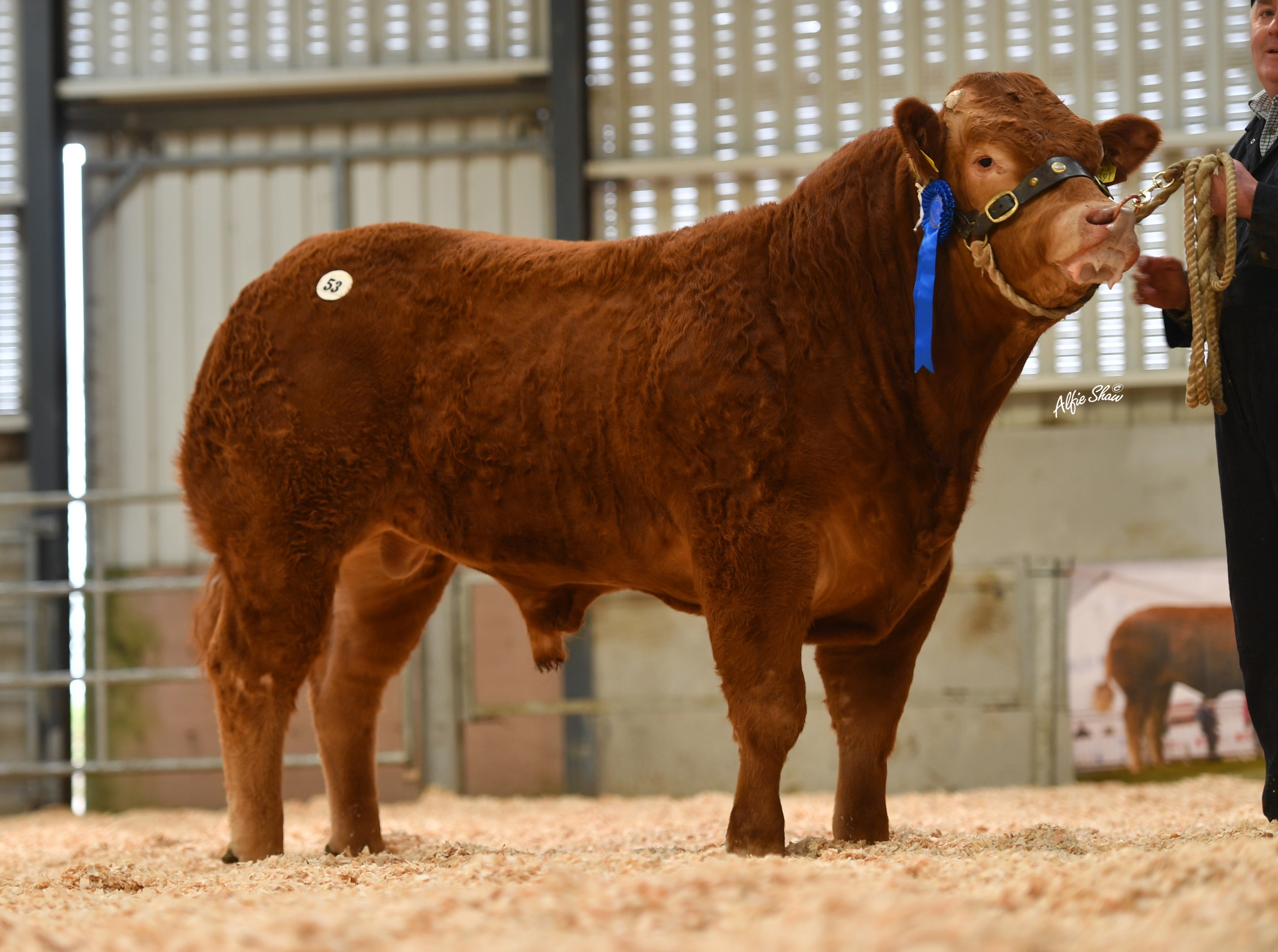 Milbrook Raul sold for €6,000. Image source: Alfie Shaw