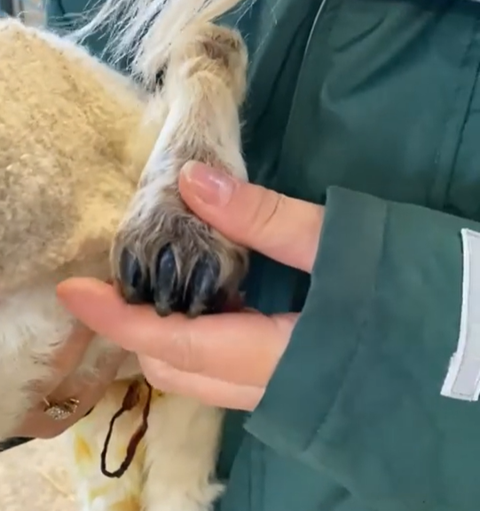 The extra leg has three toes as opposed to the normal two