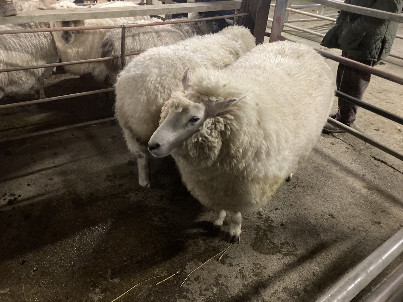 These two ewes weighing 103kg sold for €220 each at Ballinasloe Mart during the week
