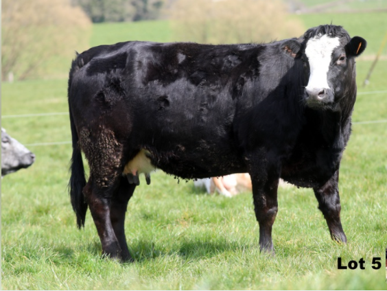 In-calf to Ardlea Nemo (Limousin). Calving April onwards