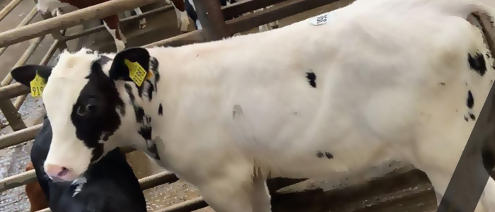 This Belgian Blue bull made €430