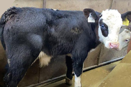 This Hereford bull made €265