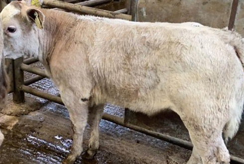 This Charolais cross heifer sold for €510