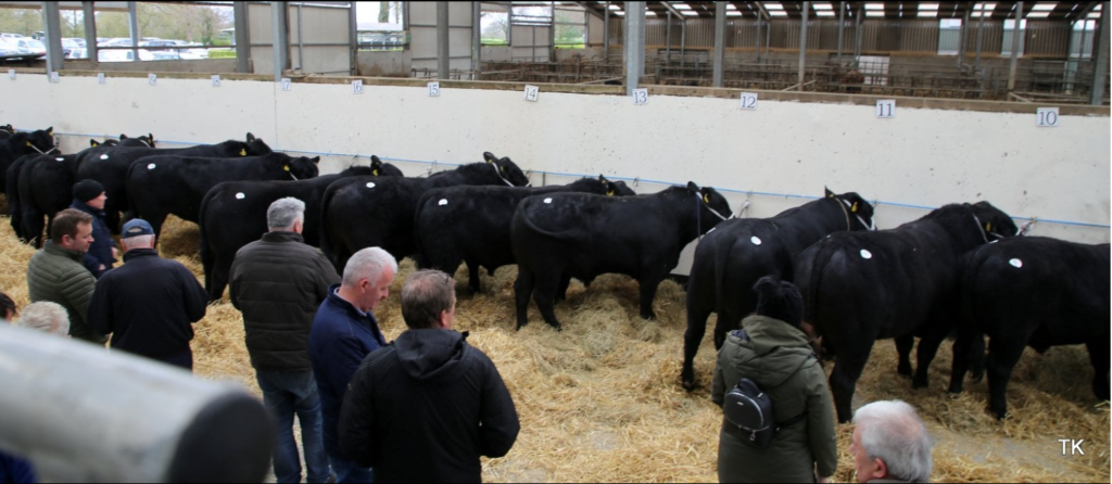 Bulls lined up ahead of the sale
