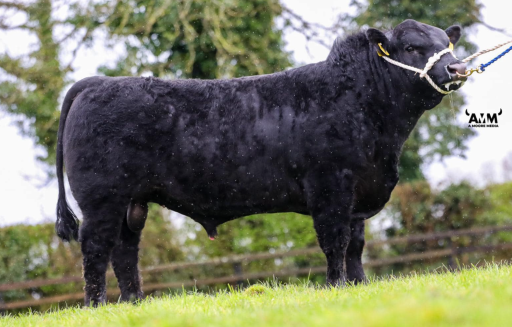 Gigginstown Gaffer Extra