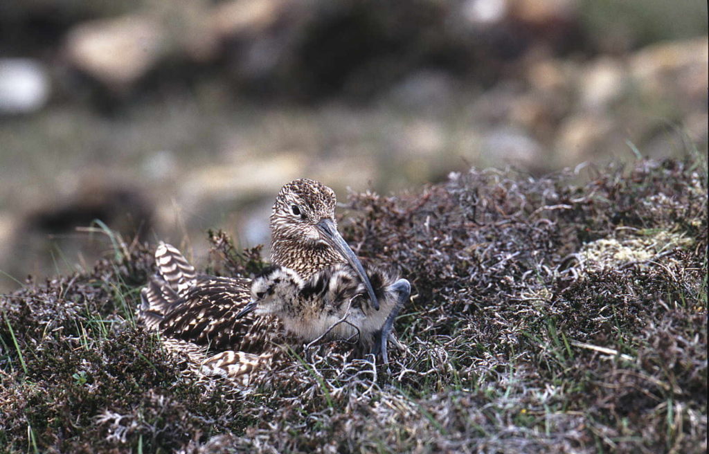 Curlew. Image: Birdwatch Ireland