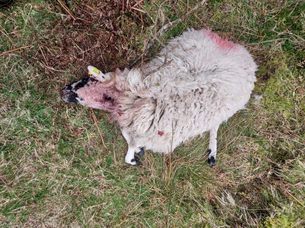 Image Source: Michael Coyne