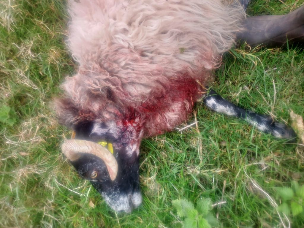 Image Source: Michael Coyne