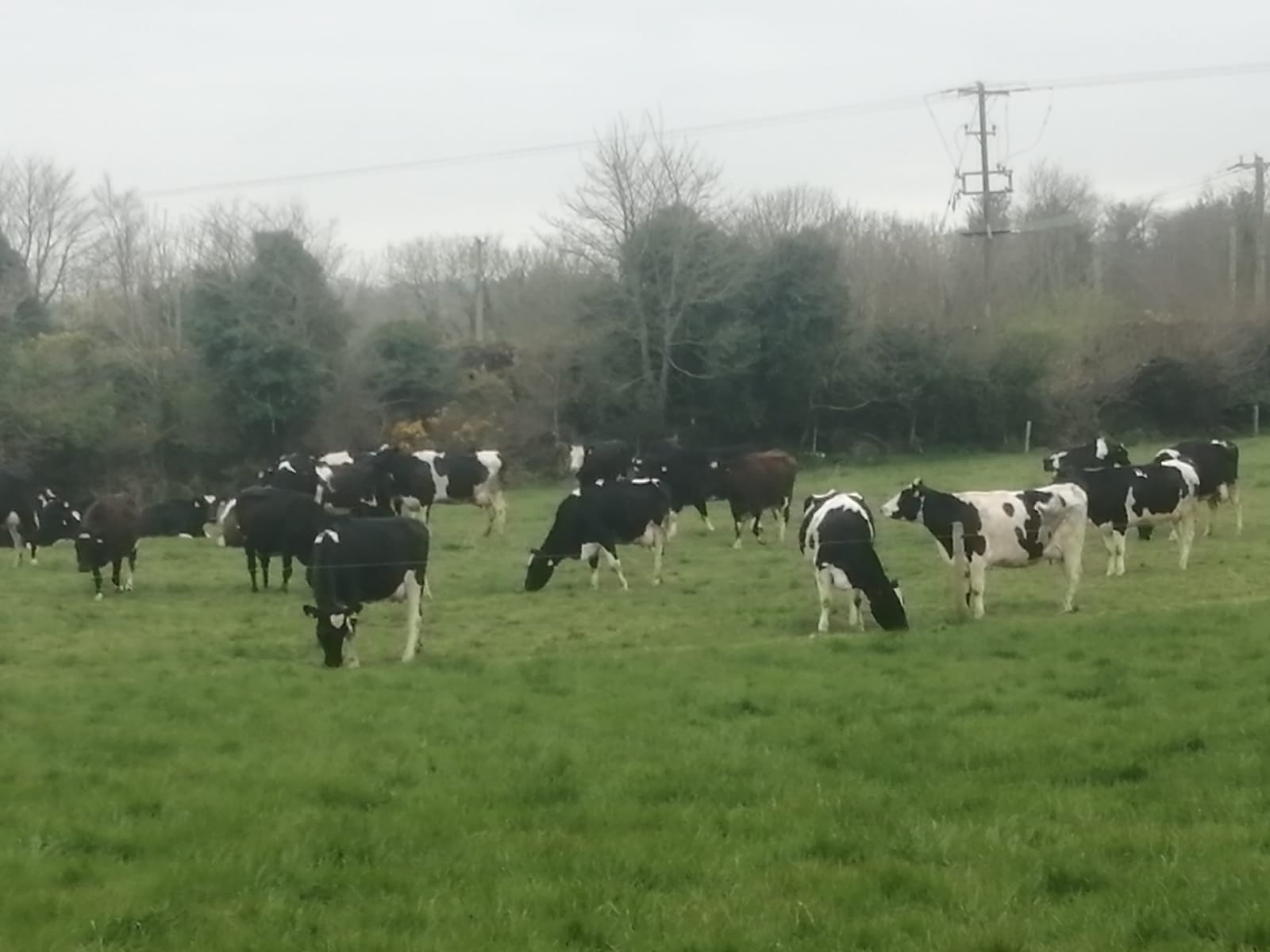 Cows out grazing despite heavy rainfall