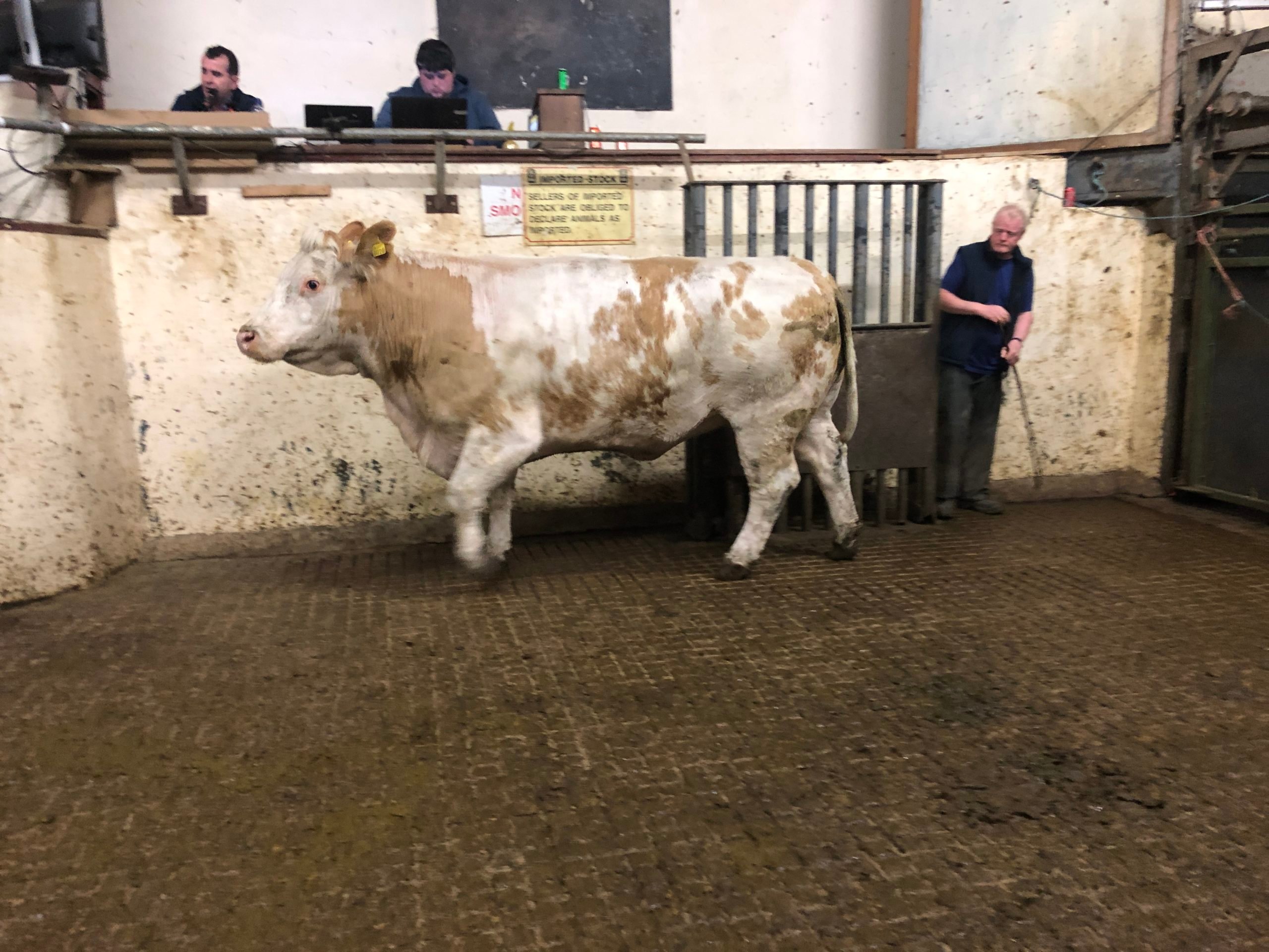 This 900kg cow sold for €2,200 or €2.44/kg
