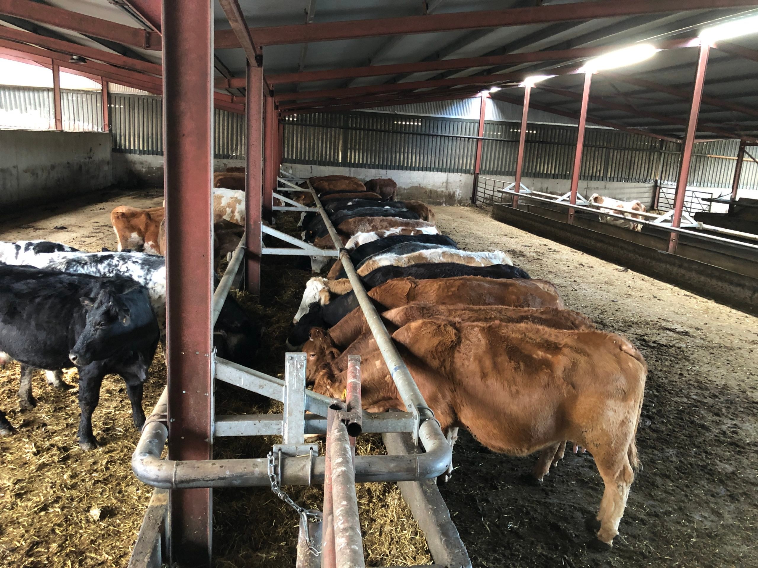 Feed space in dry bedded shed (peat-bedded lying area to rear)