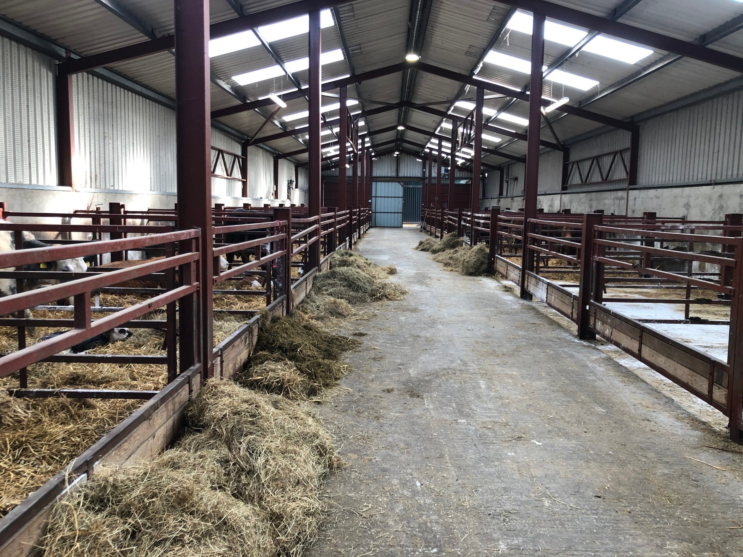 Calving facilities on the farm