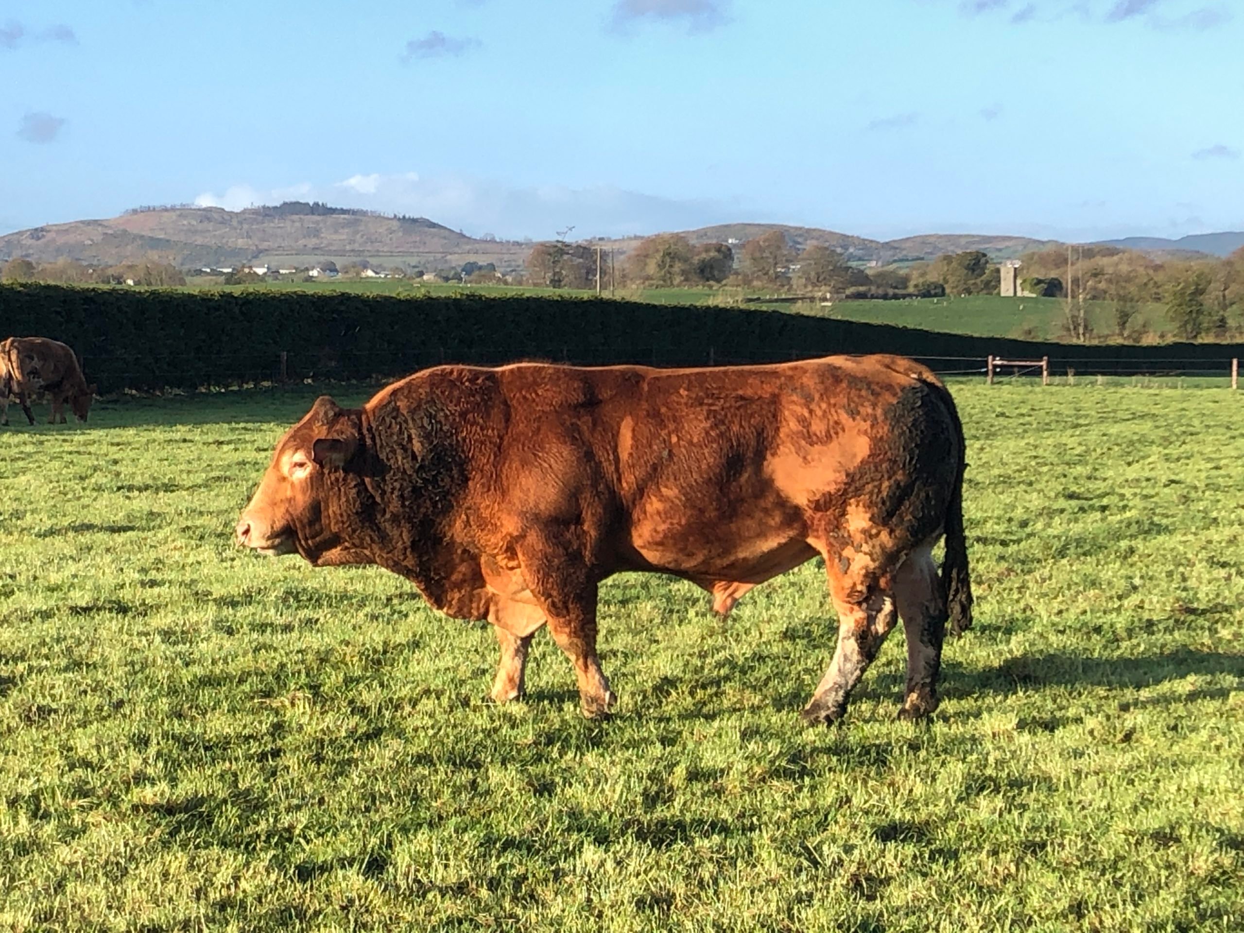 One of the stockbulls on the farm
