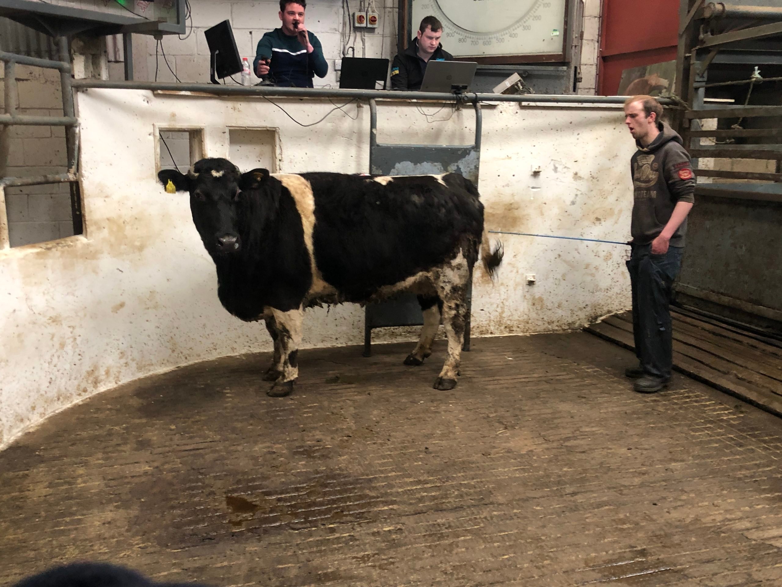 This 625kg Belgian Blue cow  sold for  €1,440 or €2.30/kg