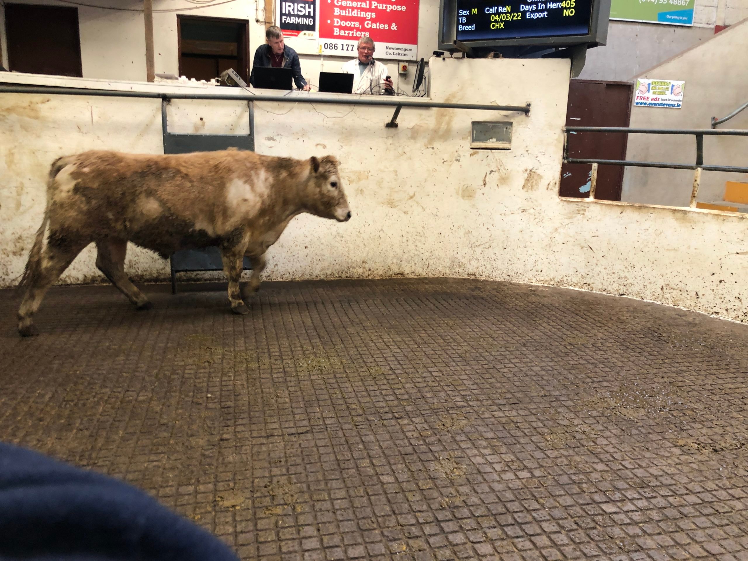 This 605kg Charolais bullock sold for €1,450 or €2,40/kg