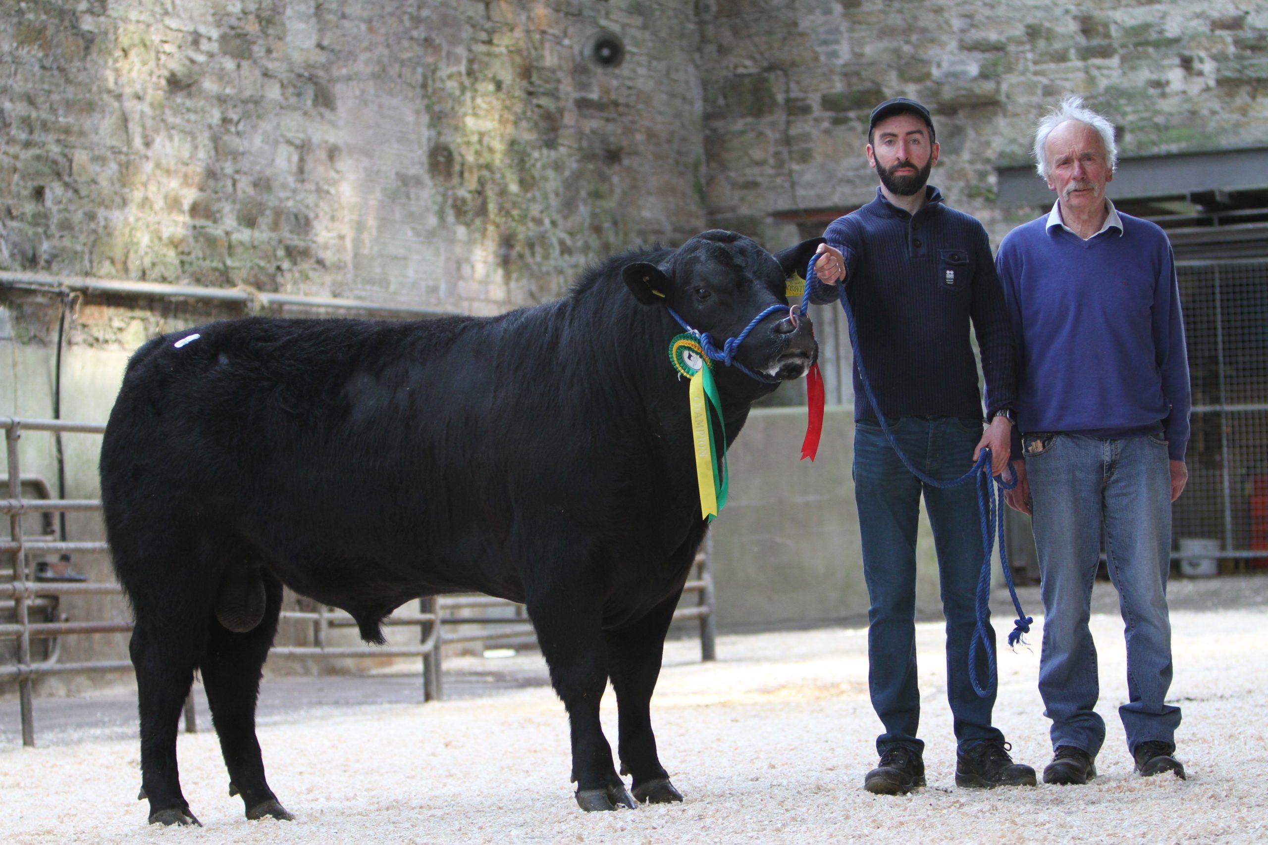 Pre-sale champion and trade topper Inchisine Todd (Image source Munster Aberdeen Angus club)