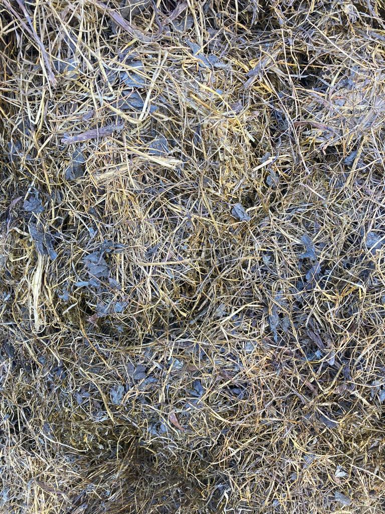 How red clover silage looks coming out of the bale