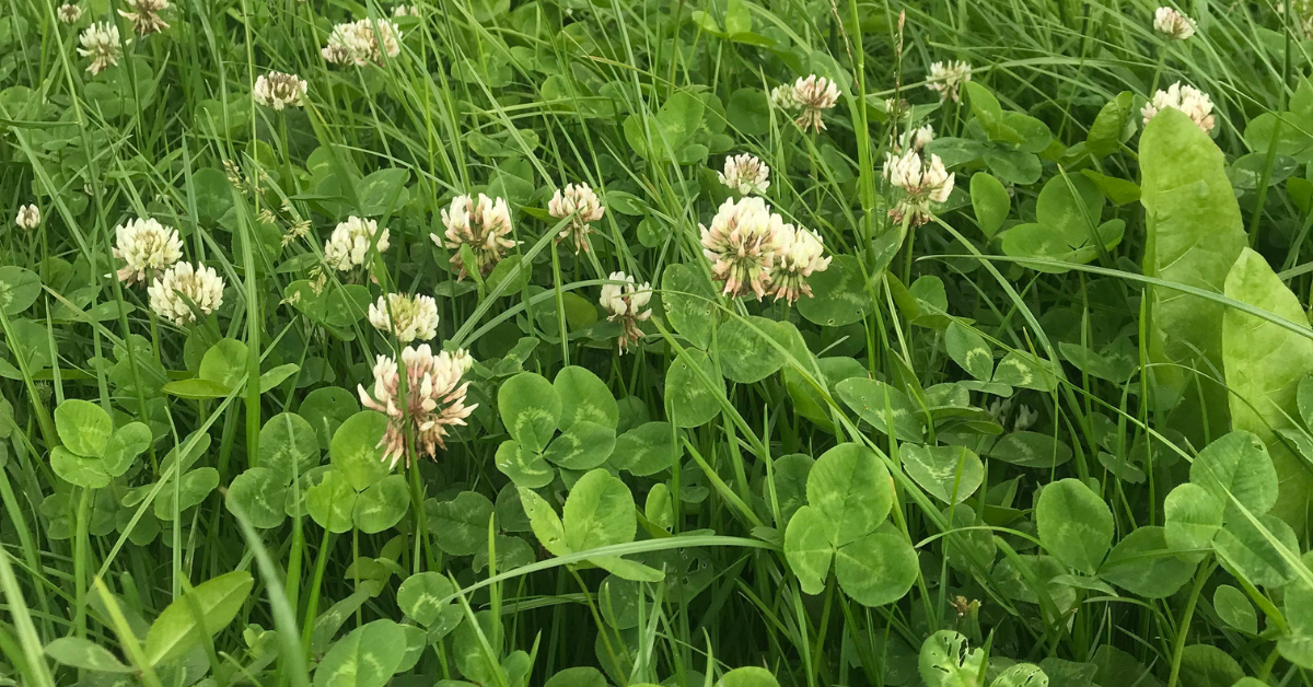 Controlling weeds in a new reseed and over-sowing clover on a clean sward is the best way to achieve clover-rich, weed-free swards