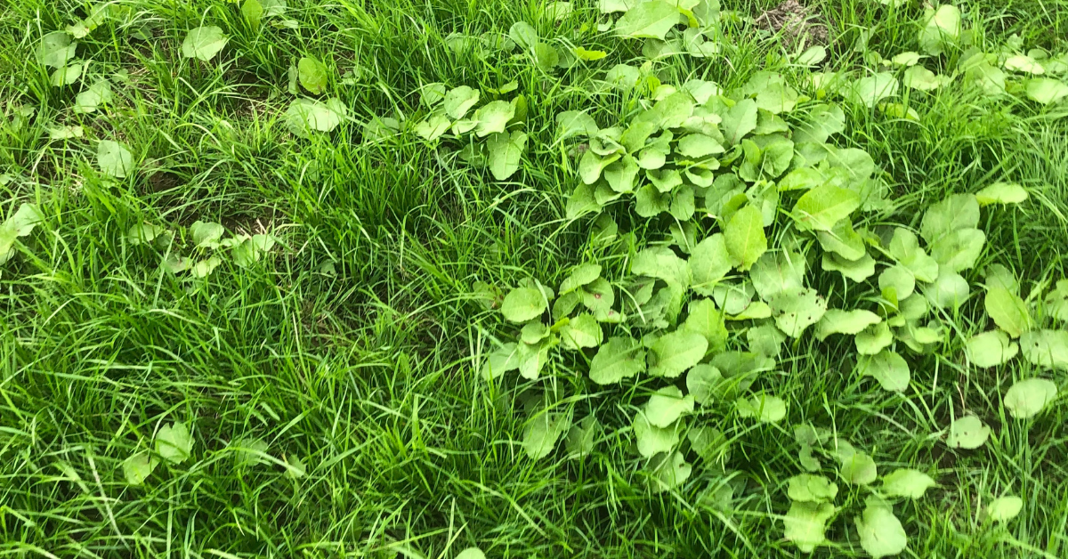 Pastor Trio is perfect for controlling seedling docks in reseeds