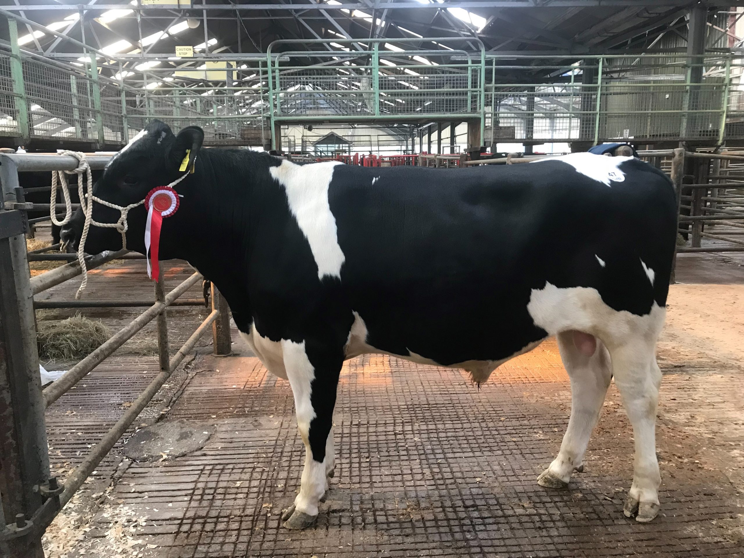 Second top price at €2,750 was Glenny Sebastain 2088 (Image source CHFC)
