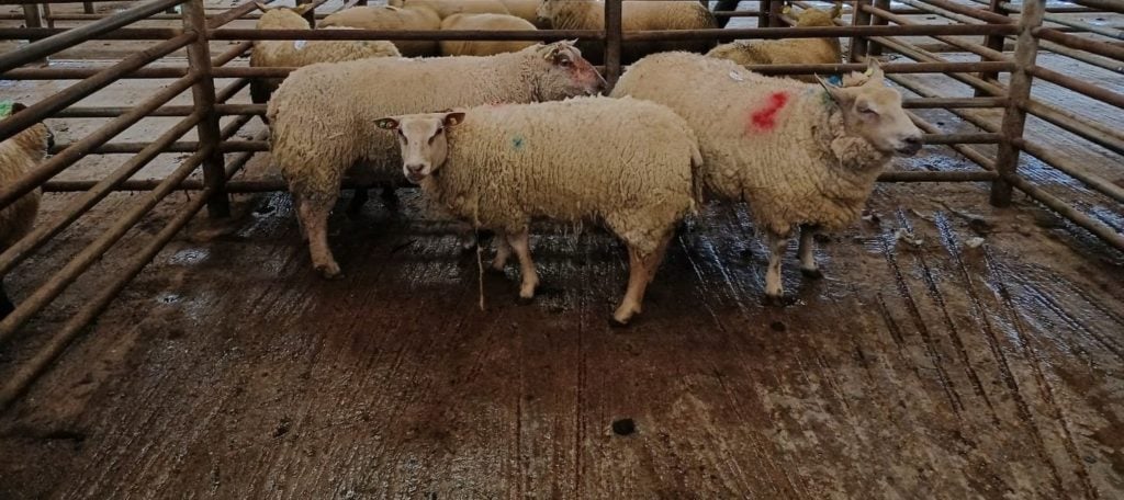 These three cull ewes weighing from 100-140kg sold for €230-284/head at Enniscorthy Mart on Wednesday