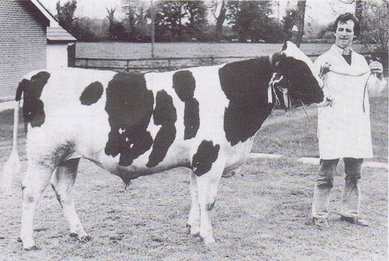 Cyril Dowling pictured exhibiting Baldonnel Youngbuster, Champion Bull of the RDS Spring Show 1983