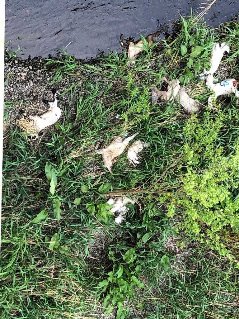 The lambs were discovered on a piece of land in the River Dee. Source: Sinn Féin