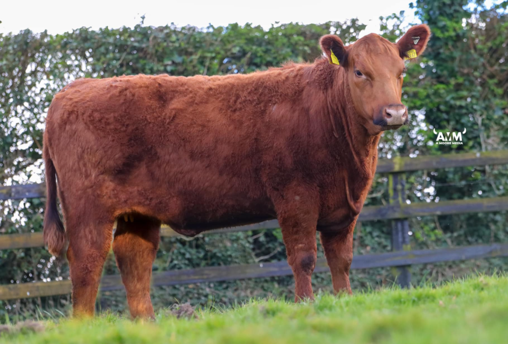 Gigginstown Red Game Bird