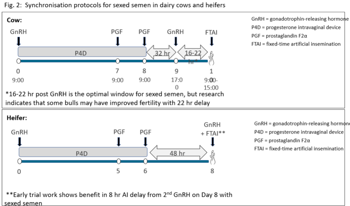 Fig. 2:&nbsp; Synchronisation protocols for dairy cows and heifers (Teagasc)