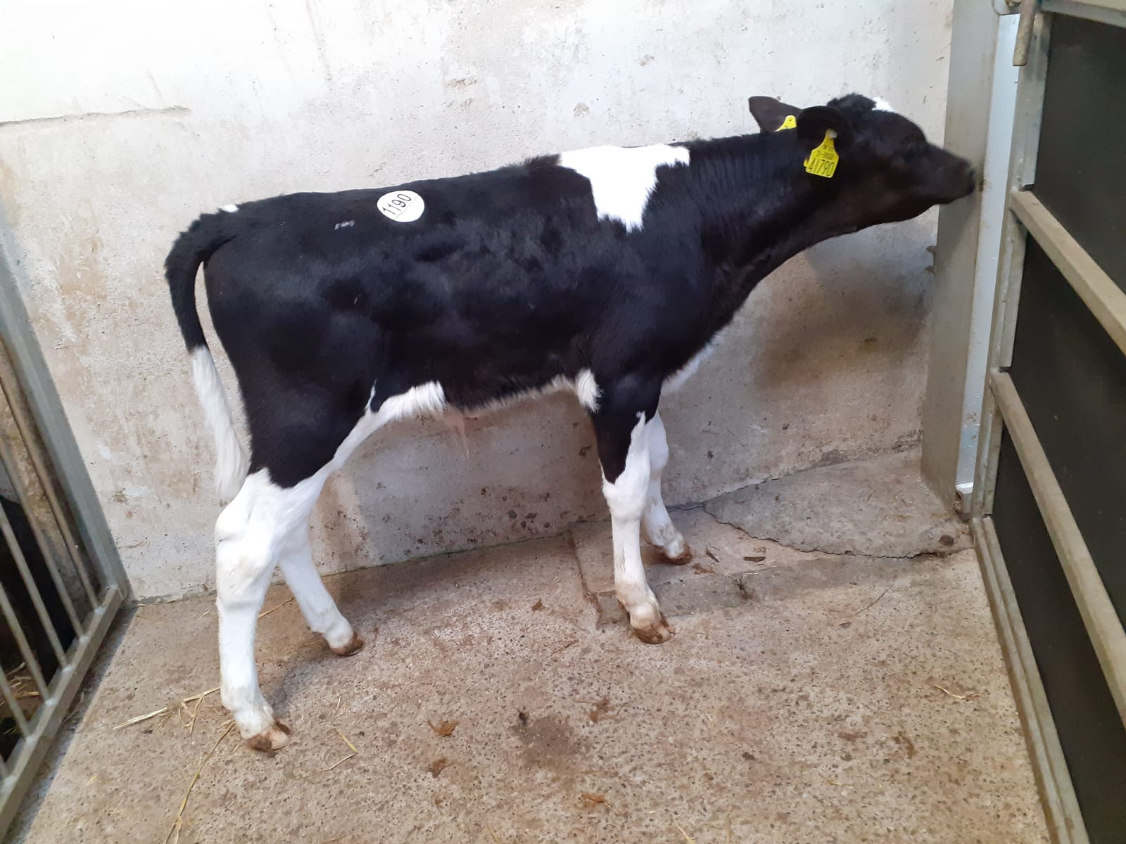 This five-week-old Friesian bull sold for €130
