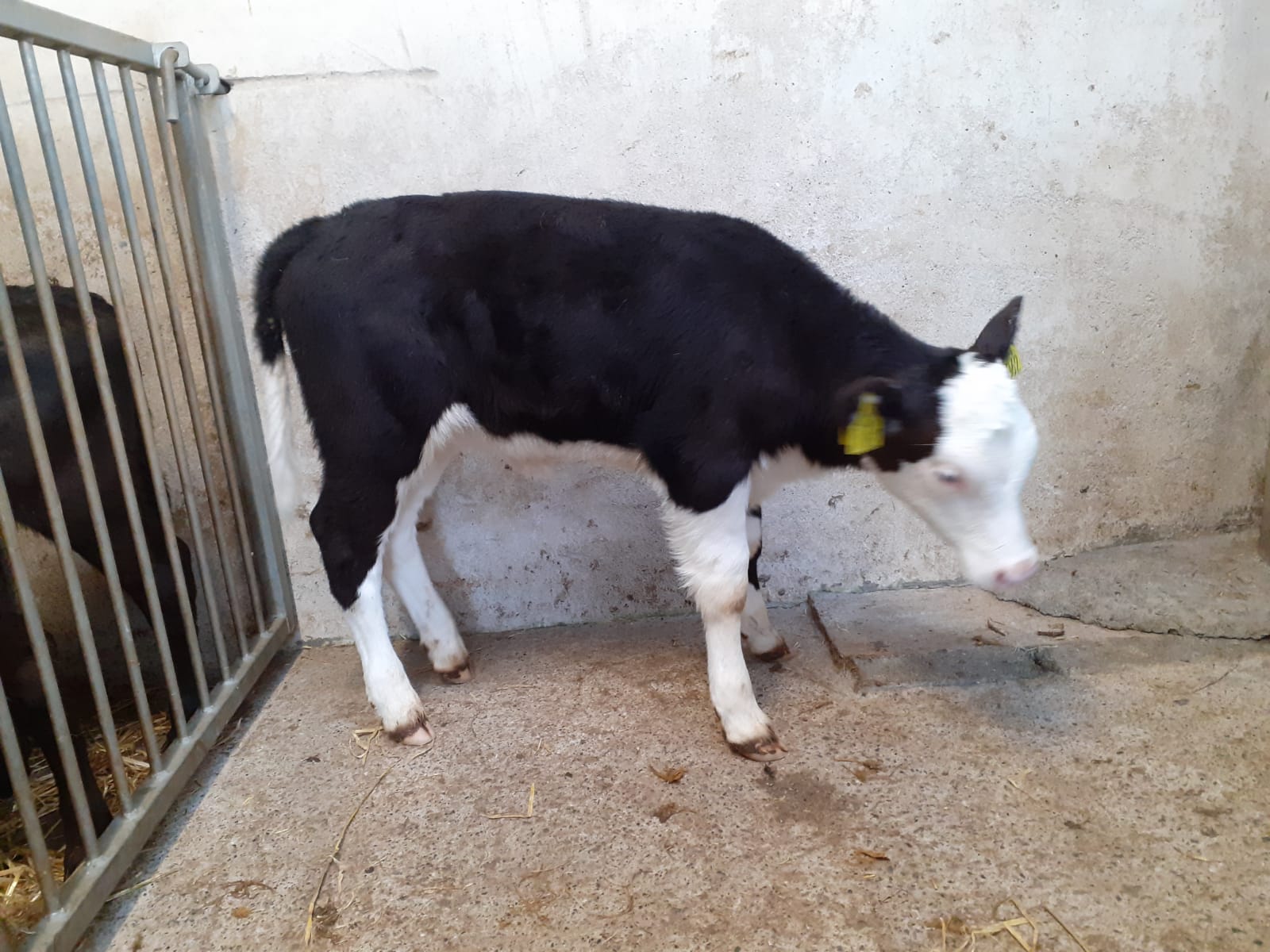 This month-old Hereford heifer made €190
