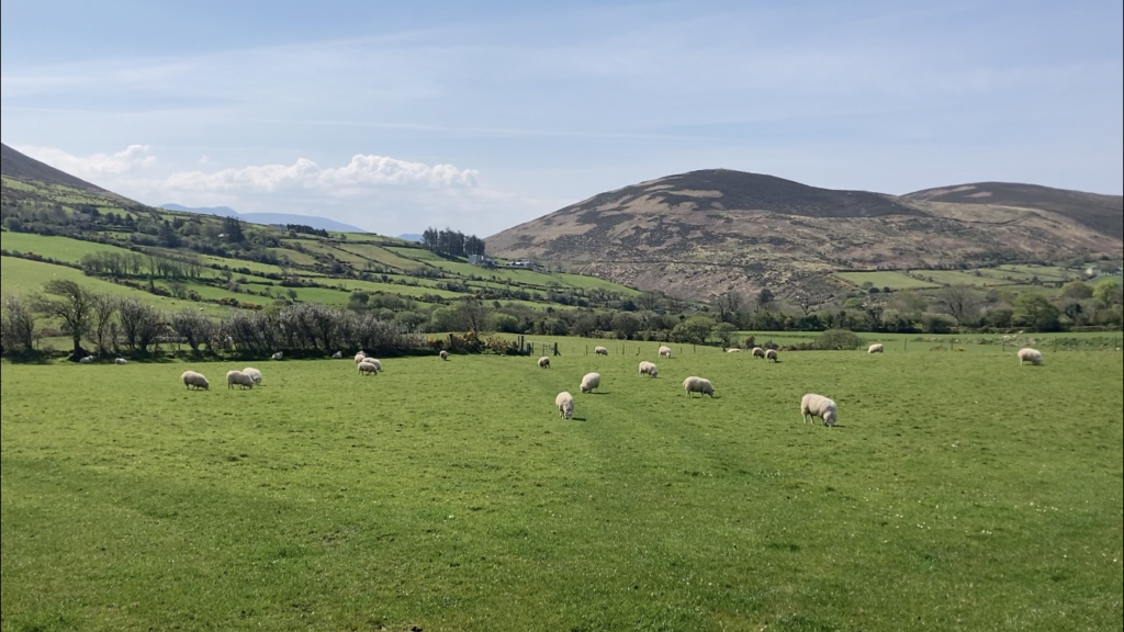 Claire's hogget ewes