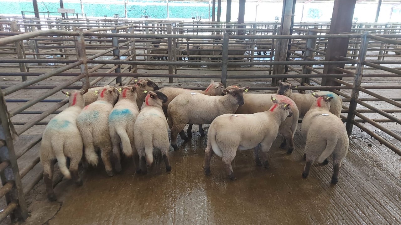 These 47kg spring lambs sold for €163/head at Enniscorthy Mart on Wednesday