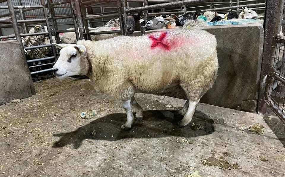 This cull ewe sold for €314 at Cootehill Mart last  Thursday