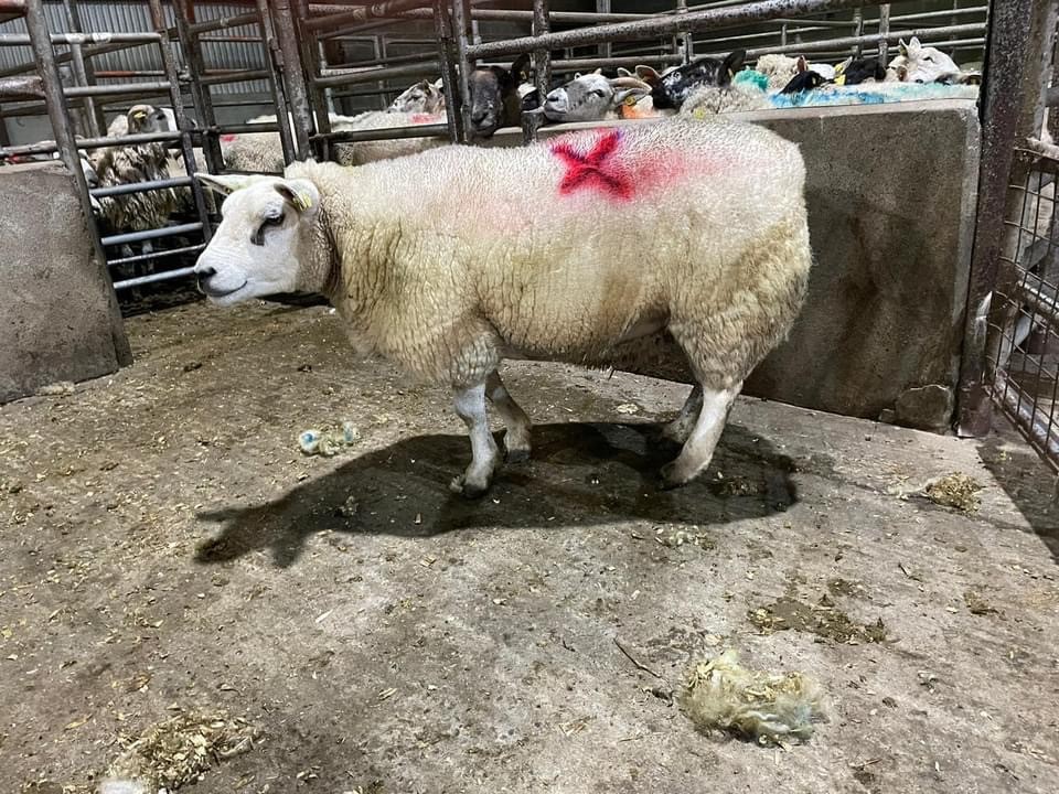 This cull ewe sold for €314 at Cootehill Mart last  Thursday